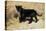 Black Jaguar (Panthera Onca) Kitten, Captive-Charlie Summers-Premier Image Canvas