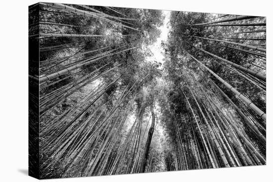 Black Japan Collection - Sagano Bamboo Forest-Philippe Hugonnard-Premier Image Canvas