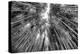 Black Japan Collection - Sagano Bamboo Forest-Philippe Hugonnard-Premier Image Canvas