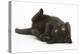 Black Kitten, 7 Weeks, Rolling on its Back-Mark Taylor-Premier Image Canvas