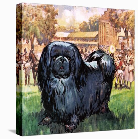 Black Knight. the Pekinese Dog Owned by Artist Sir Alfred Munnings.-McConnell-Premier Image Canvas