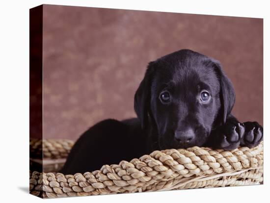 Black Lab Puppy in Basket-Jim Craigmyle-Premier Image Canvas