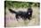 Black Labradoodle Standing in Field-null-Premier Image Canvas