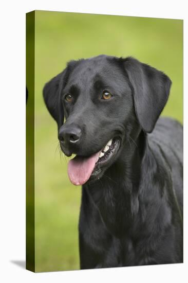 Black Labrador in Garden-null-Premier Image Canvas