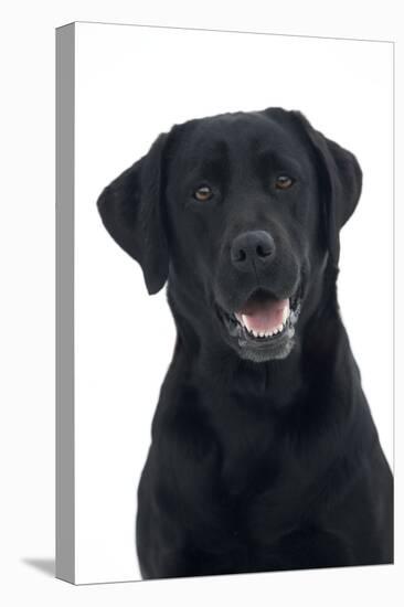 Black Labrador in Studio-null-Premier Image Canvas