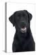 Black Labrador in Studio-null-Premier Image Canvas