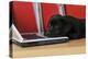 Black Labrador Puppy (8 Weeks Old) on a Laptop-null-Premier Image Canvas