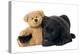 Black Labrador Puppy in Studio with Teddy Bear-null-Premier Image Canvas