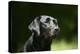 Black Labrador Retriever 22-Bob Langrish-Premier Image Canvas