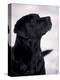 Black Labrador Retriever Looking Up-Adriano Bacchella-Premier Image Canvas