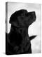 Black Labrador Retriever Looking Up-Adriano Bacchella-Premier Image Canvas