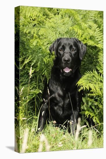 Black Labrador Sitting in Ferns-null-Premier Image Canvas