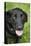 Black Labrador.-Savanah Stewart-Premier Image Canvas