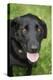 Black Labrador.-Savanah Stewart-Premier Image Canvas