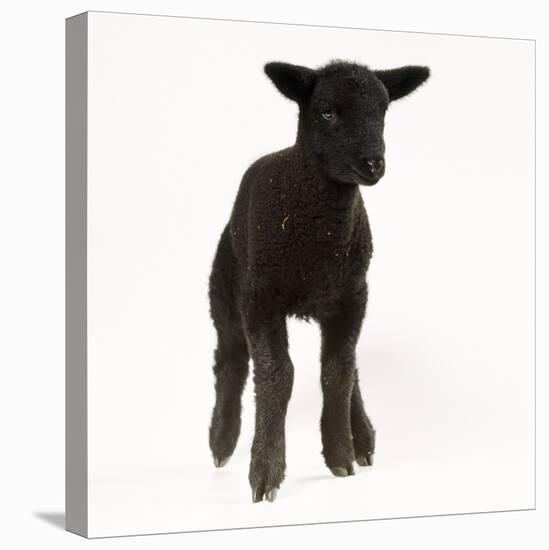 Black Lamb-null-Premier Image Canvas