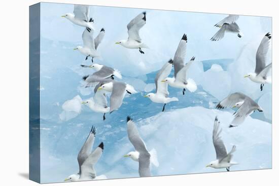 Black Legged Kittiwakes (Rissa Tridactyla) in Flight over Ice, Kungsfjord, Svalbard, Norway, June-de la-Premier Image Canvas