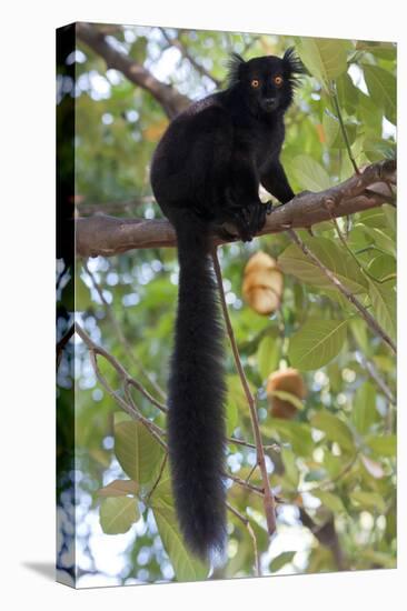 Black Lemur (Eulemur Macaco) Male, Nosy Komba, Madagascar-Bernard Castelein-Premier Image Canvas