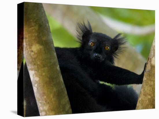 Black Lemur Male, Nosy Komba, North Madagascar, Iucn Vulnerable-Inaki Relanzon-Premier Image Canvas