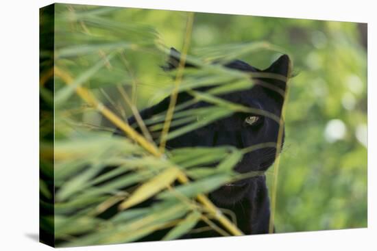 Black Leopard behind Leaves-DLILLC-Premier Image Canvas