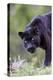 Black Leopard-null-Premier Image Canvas