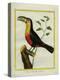 Black-Mandibled Toucan-Georges-Louis Buffon-Premier Image Canvas