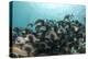Black Margate, Hol Chan Marine Reserve, Belize-Pete Oxford-Premier Image Canvas