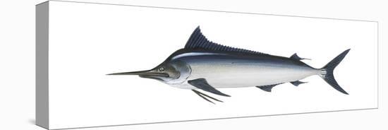 Black Marlin (Istiompax Indica), Fishes-Encyclopaedia Britannica-Stretched Canvas