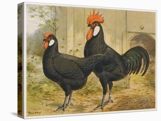 Black Minorca Cock and Hen-null-Stretched Canvas