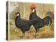 Black Minorca Cock and Hen-null-Stretched Canvas