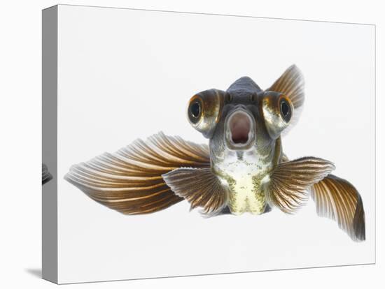 Black Moor Goldfish (Carassius Auratus)-Don Farrall-Premier Image Canvas