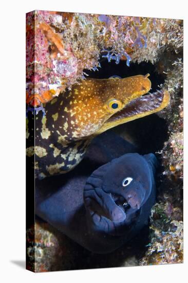 Black moray and Tiger moray eels, Tenerife-Sergio Hanquet-Premier Image Canvas