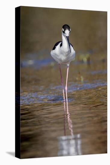 Black-necked stilt, Myakka River State Park, Florida-Adam Jones-Premier Image Canvas