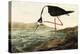 Black-necked Stilt-John James Audubon-Stretched Canvas