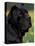 Black Neopolitan Mastiff Portrait-Adriano Bacchella-Premier Image Canvas