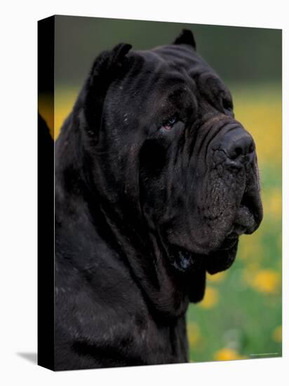 Black Neopolitan Mastiff Portrait-Adriano Bacchella-Premier Image Canvas