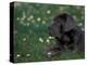 Black Neopolitan Mastiff Puppy Lying in Grass-Adriano Bacchella-Premier Image Canvas