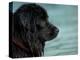 Black Newfoundland Dog Near Water-Adriano Bacchella-Premier Image Canvas