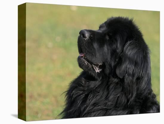 Black Newfoundland Looking Up-Adriano Bacchella-Premier Image Canvas