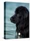 Black Newfoundland Standing in Water-Adriano Bacchella-Premier Image Canvas