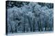 Black Oaks, Yosemite-Alain Thomas-Stretched Canvas