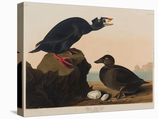 Black or Surf Duck, 1836-John James Audubon-Premier Image Canvas