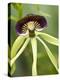 Black Orchid, Belize-William Sutton-Premier Image Canvas