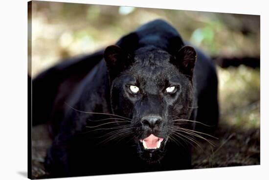 Black Panther Close-Up-null-Stretched Canvas