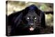 Black Panther Close-Up-null-Stretched Canvas
