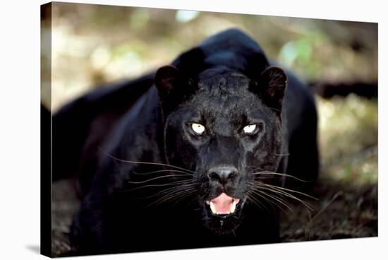 Black Panther Close-Up-null-Stretched Canvas