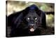 Black Panther Close-Up-null-Stretched Canvas