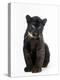 Black Panther Cub, 16 Weeks Old-null-Premier Image Canvas
