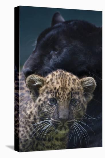 Black panther / melanistic Leopard (Panthera pardus) female with normal spotted cub, captive.-Edwin Giesbers-Premier Image Canvas