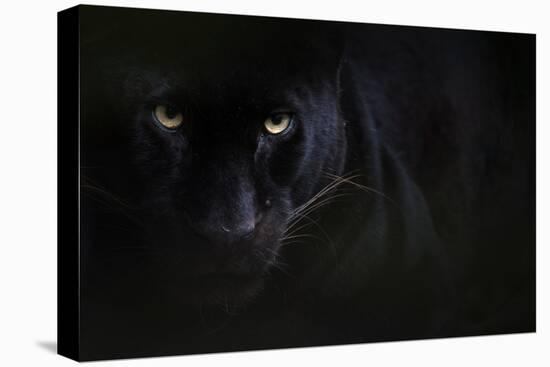 Black panther / melanistic Leopard (Panthera pardus) portrait, captive.-Edwin Giesbers-Premier Image Canvas