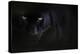 Black panther / melanistic Leopard (Panthera pardus) portrait, captive.-Edwin Giesbers-Premier Image Canvas